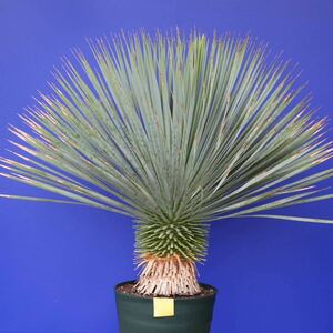 元気いっぱい　ユッカロストラータ　国内栽培品　(黄色シール) Yucca rostrata 160サイズ　　　　