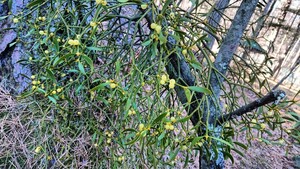 山野草 原野 天然 ヤドリギ 宿り木 苗 クリスマスリース クリスマス 開運 愛の木 風水