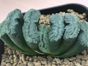 多肉植物 ハオルチア 玉扇 パイレーツ