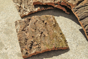 10枚セット　樹皮　コルク板　15×15ｃｍ（厚約10ｍｍ前後）洋蘭　原種　チランジア　platycerium　ビカクシダ　ラン　コルク　樹皮　