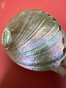 アワビ貝殻　お皿　インテリア　ルアー　螺鈿　アバロンシェル　パウアシェル 貝殻
