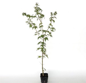 イロハモミジ 樹高0.8m前後 10.5cmポット （150本セット）（送料無料） 苗 植木 苗木 庭