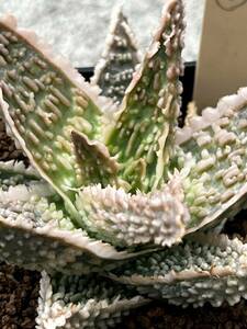 Aloe hybrid ⑧ アロエ ハイブリッド 実生多肉植物 