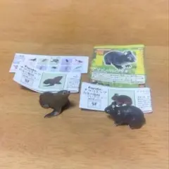 チョコエッグ　日本の動物コレクション　アマミノクロウサギ&トド　2種