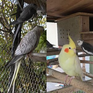 オカメインコ の有精卵3個(食用)C