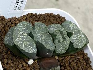 多肉植物 ハオルシア 玉扇 台湾実生 ② 