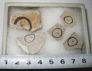 日本の化石　群馬県兜岩の昆虫化石５個セット