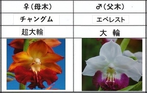 60えびね欄　４５５　チャングム×エベレスト　1-2作以降初花見込苗　山野草エビネラン