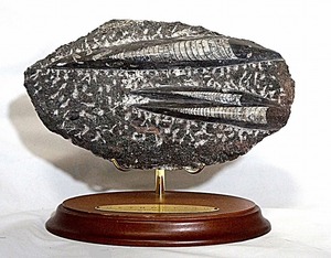 オルソセラスの化石　置物　専用台付き　数億年前　長さ22cm