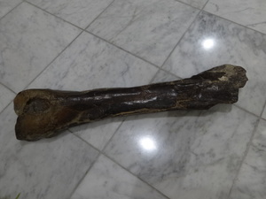 ステゴドン科　アケボノ象　大腿骨化石