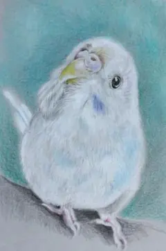 色鉛筆画　セキセイインコ