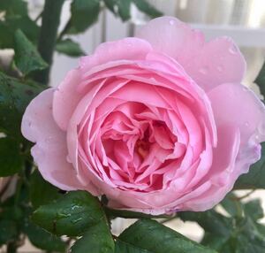 ナエマ　強香　11　ベストフレグランス賞受賞　 素晴らしい香りと上品なピンク色　説明不要の人気品種　他の植物と同梱可能（要申告
