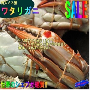 バーレーン産 「ワタリ蟹3kg」　台湾ガザミ　メスのみ、15～20尾入り