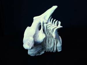 K0088-17★バンドウイルカ 頸椎セット骨格標本★【骨　骨格　科学 自由研究 生物 標本 インテリア 】