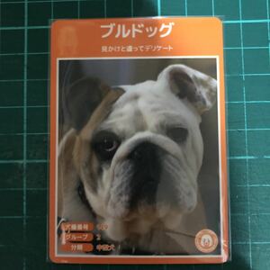 【犬種図鑑カード】 No.033 ブルドッグ