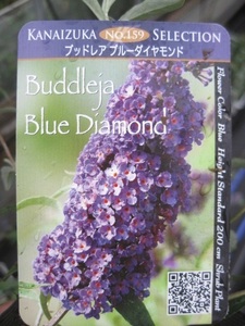 ブットレア苗　『ブルーダイアモンド』　10.5cmポット　耐寒性落葉低木　ミニタイプで1.5m程で香りも良い　即決