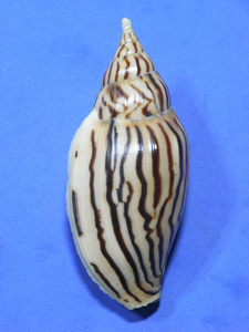 貝の標本 Harpulina loroisi 100mm.
