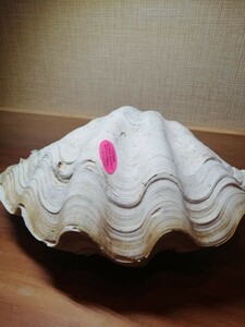 大シャコ貝　貝殻　インテリア　アンティーク　中古品　サイズ　長さ約34cm幅約20cm高さ17cm カケ有り以下説明欄をご覧下さい。