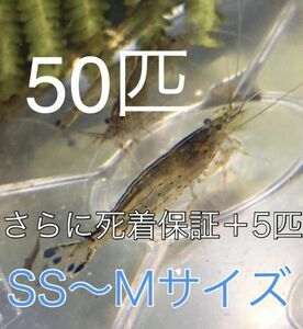 No23【50匹】＋予備保障5匹　ヤマトヌマエビ　S～Mサイズ　淡水エビ　甲殻類　掃除　苔　19