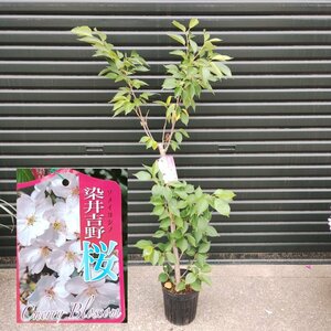 100円～● 桜 ● ソメイヨシノ ● 6号 ● 120cm ● 苗木 ● 花木 ● シンボルツリー ● 記念樹 ● 染井吉野 ●