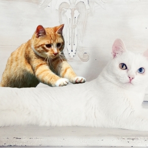 ^ マッサージ it427 A4プリント アート 猫 面白い合成画像 ニャン ニャンコ にゃんこ ねこあそび ねこタン ネコタン ネコ ねこ funny cat