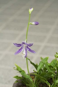 山野草　屋久島ギボウシ　苗