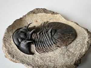 三葉虫の化石　スクテリュム(Scutellum)