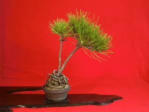 ◇小品盆栽　情趣のある文人木の黒松 　樹高１８センチ　その１