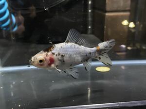 【アクアヒーリング　プレアデス】　金魚　変わり和金　キャリコ和金　4 浅葱