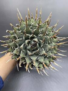 S0409-77【超厳選】陽炎蕾形厚肉粗曲棘 アガベ ユタエンシス Agave utahensis 特選 多肉植物 