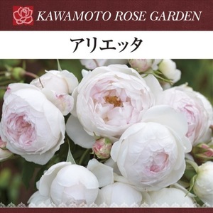 送料無料　アリエッタ　6号鉢　春開花株　　鉢植え バラ 薔薇 河本バラ園 大苗 開花苗