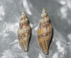 貝の標本 Fulgoraria hamillei set 2 台湾