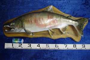 送料込み　魚の剥製サケ　秋鮭95センチ
