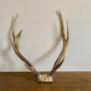 ヴィンテージ　鹿の角　頭骨付き　高さ約57㎝　/ シカ角　オブジェ　ハンティングトロフィー　置物　鹿角