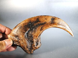 ◆最大級アロサウルスの爪 Allosaurus Dinosaur Claw レプリカ 教材◆