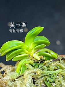 富貴蘭 ■ 黄玉聖 ■ 珍品！青軸青根