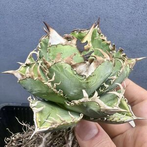 アガベ チタノタ 皇冠 クラウン 子株 agave titanota crown 多肉植物 