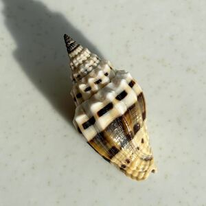 《 オオミノムシガイ 》　ミノムシガイ　巻貝　貝殻　貝　シェル　ビーチコーミング　貝殻標本　標本