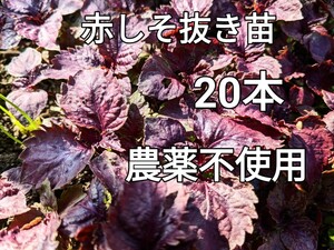 赤しそ苗　赤チソ苗　農薬不使用　赤チソ苗　送料無料　