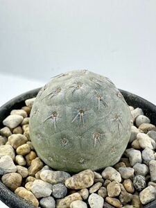 テフロカクタス ゲオメトリクス Tephrocactus geometricus 南米カタマルカ州原産 輸入株 抜き苗は送料込 微発根