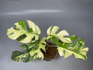 「05」Monstera Rhaphidophora tetrasperma variegata ラフィドフォラ テトラスペルマ斑入り ヒメモンステラ斑入り