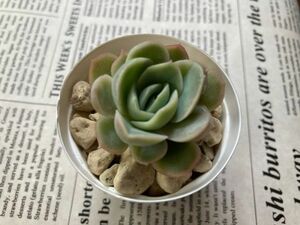 ★多肉植物★ ジーニー エケベリア カット苗 寄せ植え等に