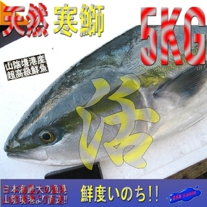 【鮮度抜群】「天然ブリ10-11kg」山陰境港、朝どれ直送！！