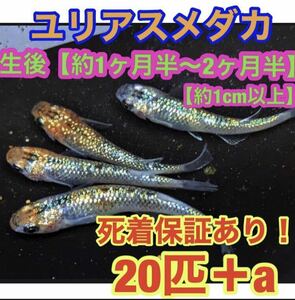 沖ちゃんメダカ【送料無料】ユリアス　メダカ20匹　稚魚　若魚　霞　かすみ　ユリシス　オーロラ　ラメ　夜桜