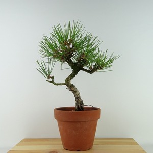 盆栽 松 黒松 樹高 約27cm くろまつ Pinus thunbergii クロマツ マツ科 常緑針葉樹 観賞用 現品