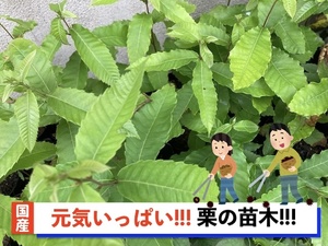 栗の苗木2本/大粒の栗/幼木/植木/庭木/盆栽用/盆栽/筑波/銀寄せ/利平/丹沢/2022年発芽