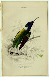 1865年 Jardine 手彩色 鋼版画 鳥類学 Pl.30 ハチドリ科 シロエリハチドリ属 シロエリハチドリ TROCHILUS MELLIVORUS 博物画