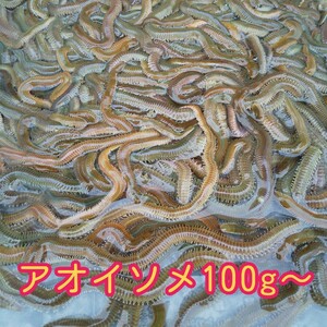 新鮮［アオイソメ］100グラム1単位　900グラムまで一個口発送　釣りエサ　投げ釣り　青イソメ