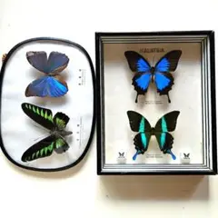 蝶の標本　コレクション　壁掛け　アゲハ３種　メネラウスモルフォ　訳あり