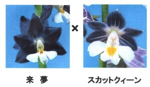 ☆グリーンスマイル☆　エビネ　　未開花成苗　「来夢×スカットクィーン」　花芽付き　（検　えびね、寒蘭、山野草）